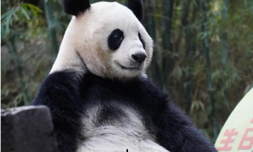 1972年以来首次 日本大熊猫“归零”